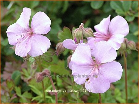Geranium dalmaticum