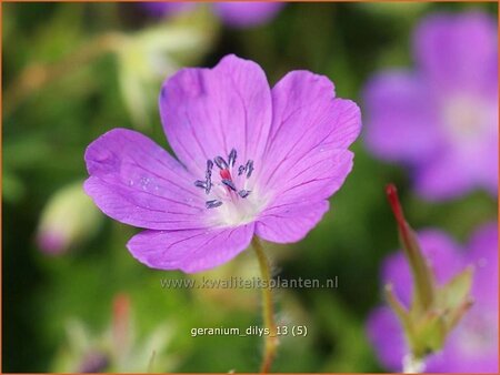 Geranium &#39;Dilys&#39;