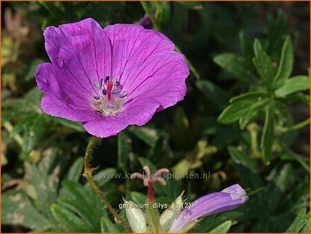 Geranium &#39;Dilys&#39;