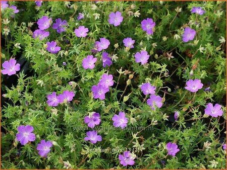 Geranium &#39;Dilys&#39;