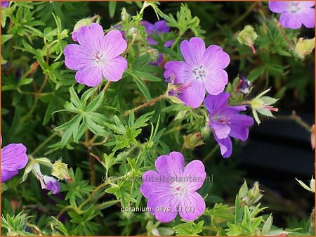 Geranium &#39;Dilys&#39;