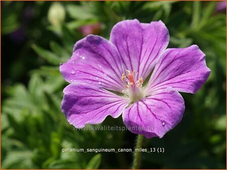 Geranium sanguineum &#39;Canon Miles&#39;