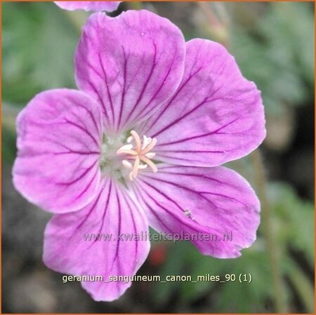 Geranium sanguineum &#39;Canon Miles&#39;