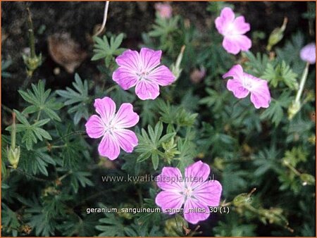 Geranium sanguineum &#39;Canon Miles&#39;