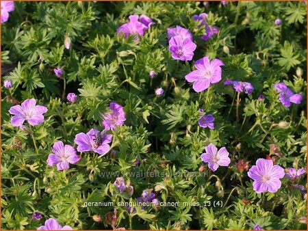 Geranium sanguineum &#39;Canon Miles&#39;