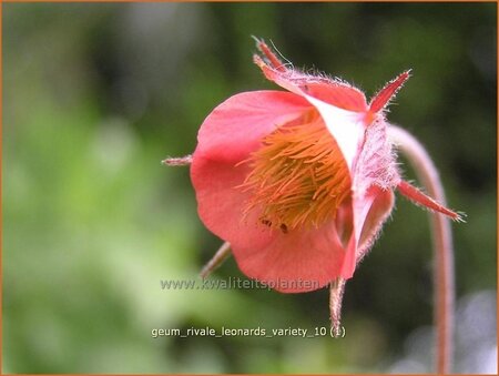 Geum rivale 'Leonard's Variety'
