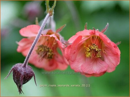 Geum rivale &#39;Leonard&#39;s Variety&#39;