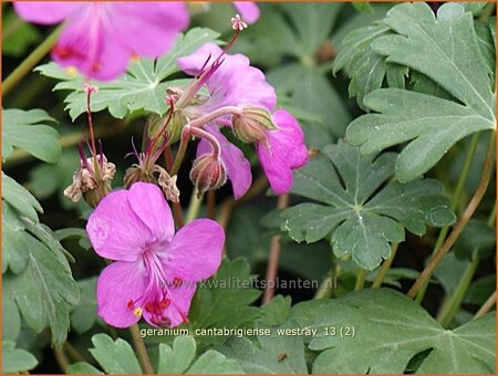 Geranium cantabrigiense &#39;Westray&#39;