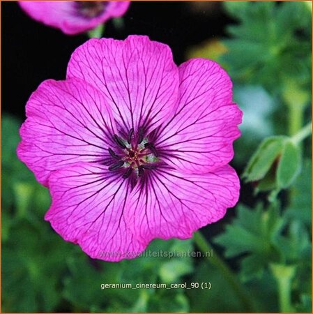 Geranium cinereum &#39;Carol&#39;