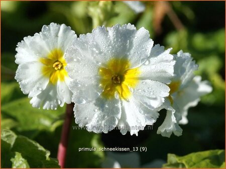 Primula &#39;Schneekissen&#39;