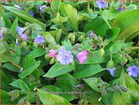 Pulmonaria angustifolia