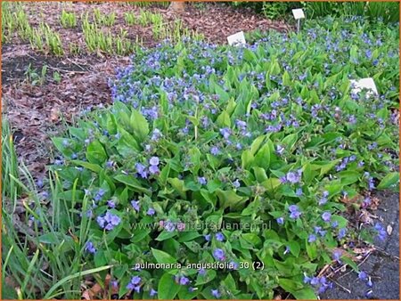 Pulmonaria angustifolia