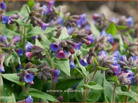Pulmonaria angustifolia