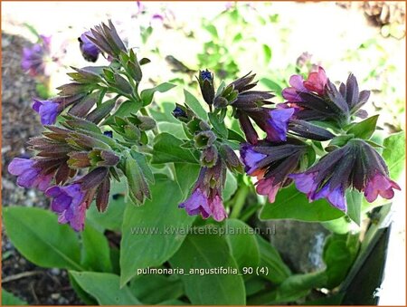 Pulmonaria angustifolia
