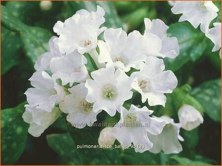 Pulmonaria &#39;Ice Ballet&#39;