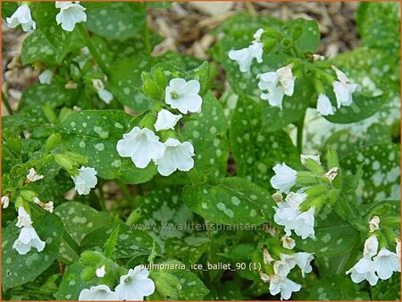 Pulmonaria &#39;Ice Ballet&#39;