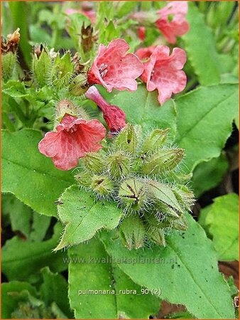 Pulmonaria rubra