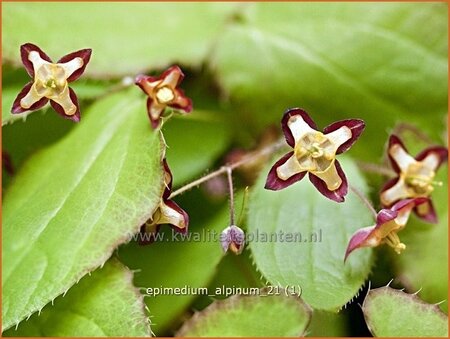 Epimedium alpinum