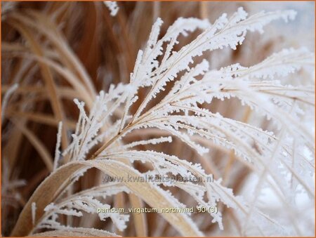 Panicum virgatum &#39;Northwind&#39;