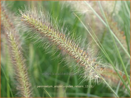 Pennisetum alopecuroides &#39;Reborn&#39;