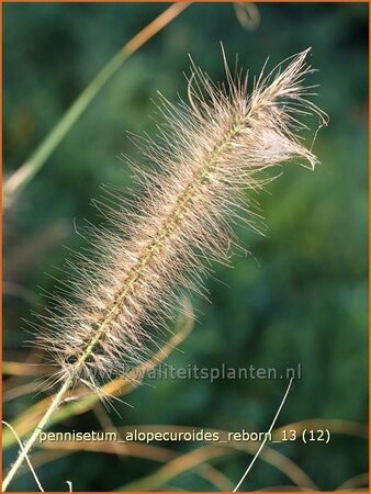 Pennisetum alopecuroides &#39;Reborn&#39;