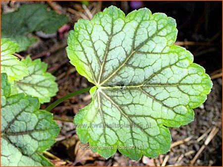 Heuchera &#39;Mint Frost&#39;