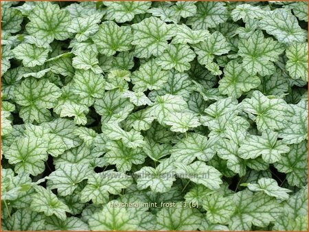 Heuchera &#39;Mint Frost&#39;