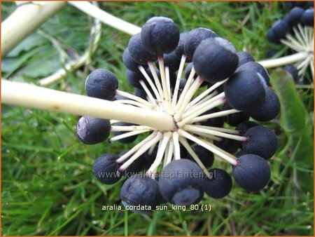 Aralia cordata 'Sun King'