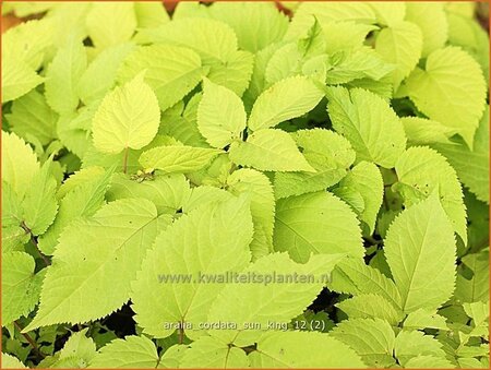 Aralia cordata 'Sun King'