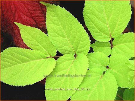 Aralia cordata 'Sun King'