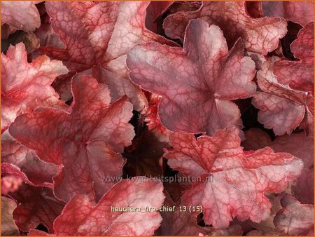 Heuchera 'Fire Chief'