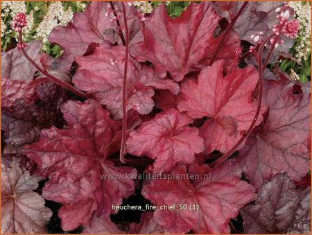Heuchera 'Fire Chief'