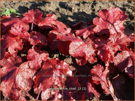 Heuchera 'Fire Chief'