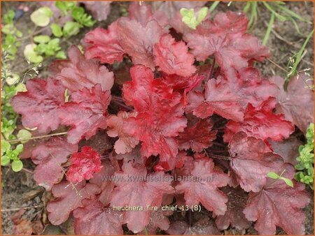 Heuchera 'Fire Chief'