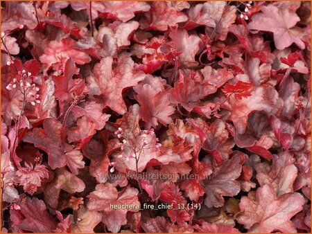 Heuchera 'Fire Chief'