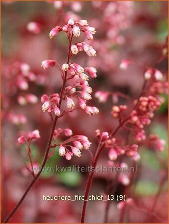 Heuchera 'Fire Chief'