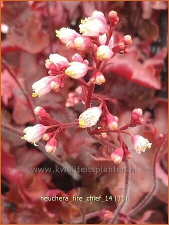 Heuchera 'Fire Chief'
