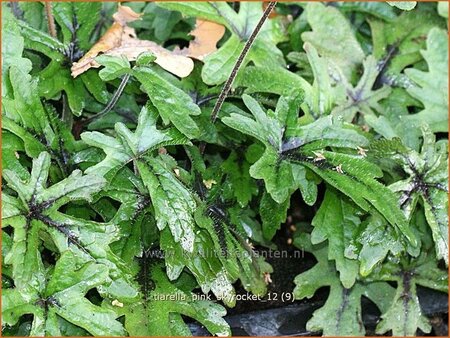 Tiarella &#39;Pink Skyrocket&#39;