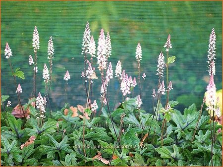 Tiarella &#39;Pink Skyrocket&#39;