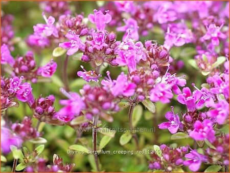 Thymus praecox &#39;Creeping Red&#39;