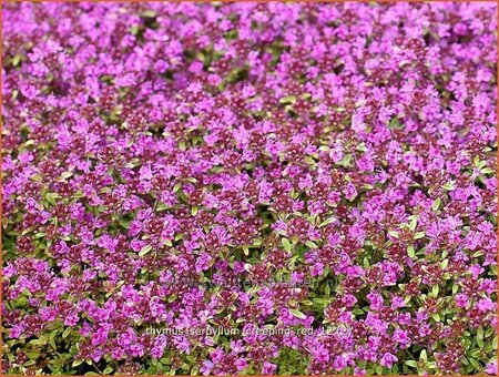 Thymus praecox &#39;Creeping Red&#39;