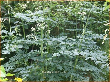 Thalictrum &#39;Elin&#39;