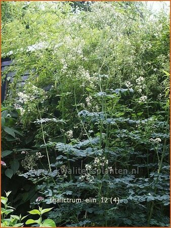 Thalictrum &#39;Elin&#39;