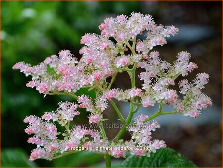 Rodgersia pinnata 'Superba'