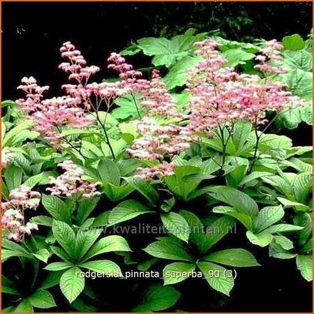 Rodgersia pinnata 'Superba'