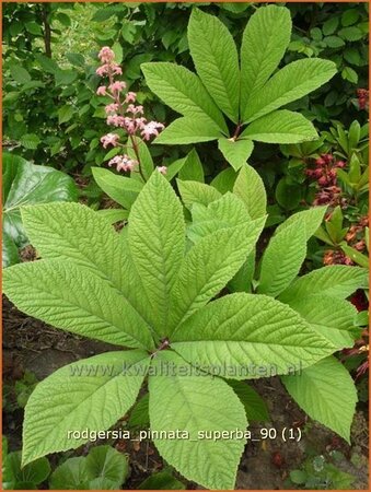 Rodgersia pinnata 'Superba'
