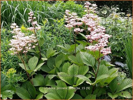 Rodgersia pinnata 'Superba'