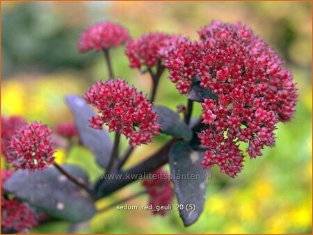 Sedum 'Red Cauli'
