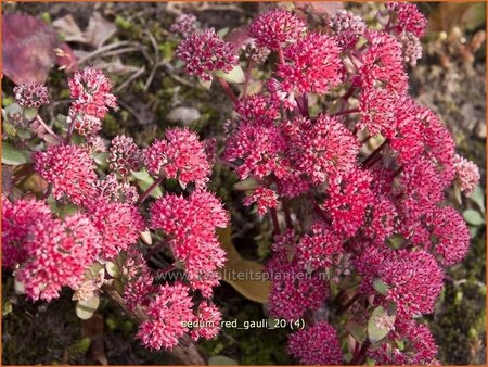 Sedum 'Red Cauli'