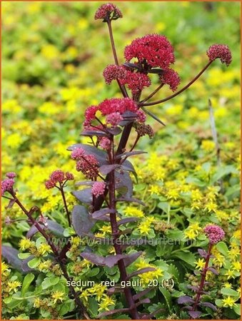 Sedum 'Red Cauli'